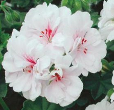 пеларгония плющелистная pelargonium peltatum